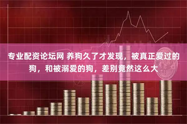专业配资论坛网 养狗久了才发现，被真正爱过的狗，和被溺爱的狗，差别竟然这么大
